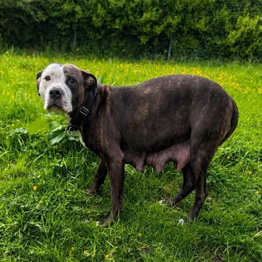 Tilly, English Bulldog for adoption at Animal Care Lancaster Morecambe