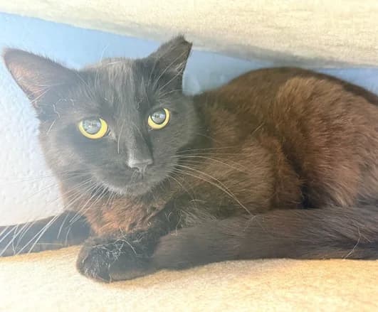 Lily, female puppy Mixed Breed Cat for adoption at Animal Care Lancaster Morecambe