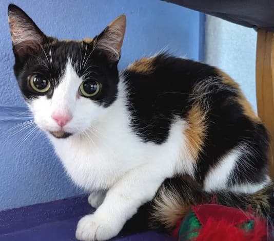 Rose, female puppy Mixed Breed Cat for adoption at Animal Care Lancaster Morecambe