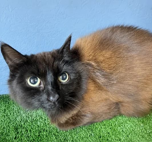 Petal, female young Mixed Breed Cat for adoption at Animal Care Lancaster Morecambe