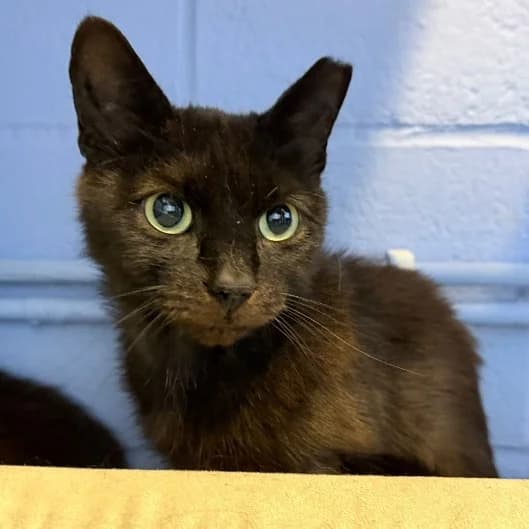 Oak, male young Mixed Breed Cat for adoption at Animal Care Lancaster Morecambe