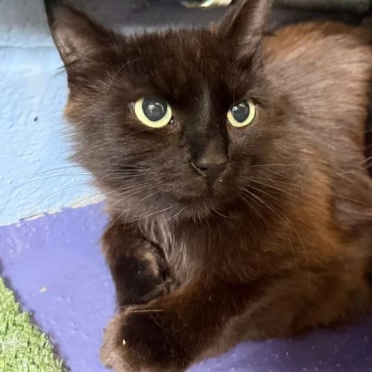 Pine, male young Mixed Breed Cat for adoption at Animal Care Lancaster Morecambe