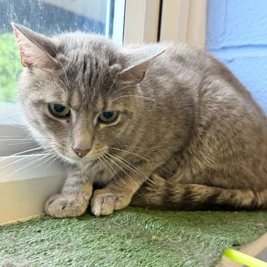 Acorn, male young Mixed Breed Cat for adoption at Animal Care Lancaster Morecambe