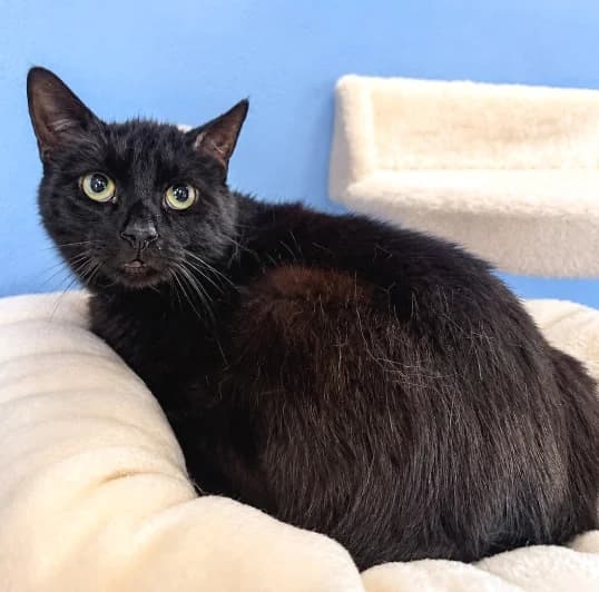 Connor, male young Mixed Breed Cat for adoption at Animal Care Lancaster Morecambe
