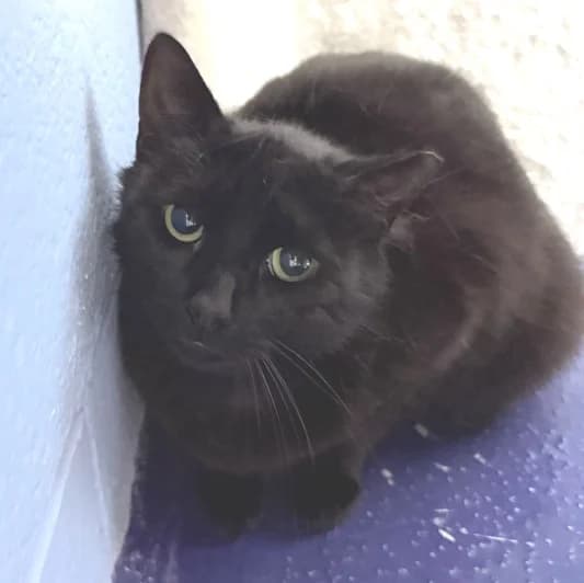 Poppy, female young Mixed Breed Cat for adoption at Animal Care Lancaster Morecambe
