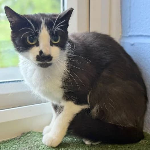 Ash, male young Mixed Breed Cat for adoption at Animal Care Lancaster Morecambe