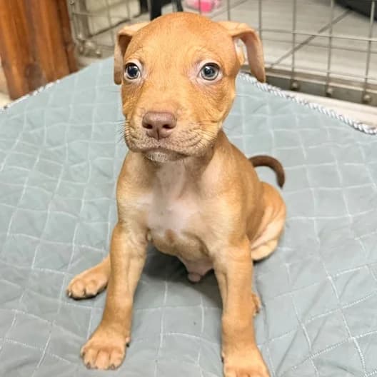 Norman, male puppy Staffordshire Bull Terrier for adoption at Animal Care Lancaster Morecambe