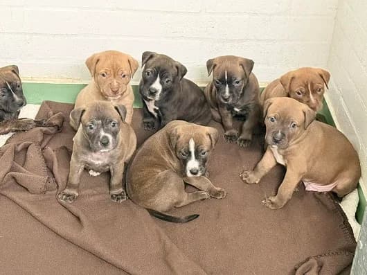 Tilly pups, male puppy Staffordshire Bull Terrier for adoption at Animal Care Lancaster Morecambe