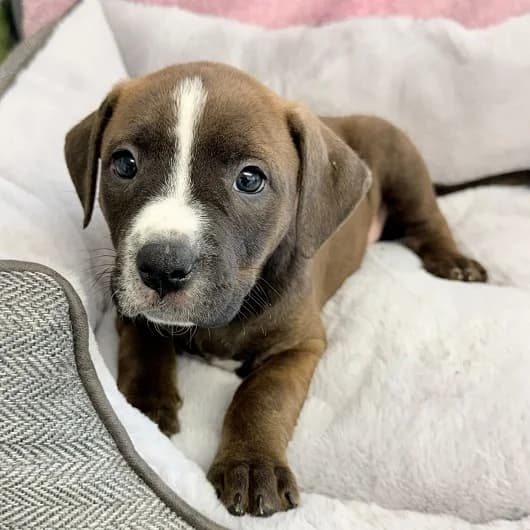 Tilly pup 2, female puppy Staffordshire Bull Terrier for adoption at Animal Care Lancaster Morecambe