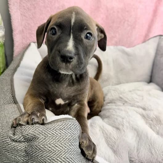Tilly pup 3, female puppy Staffordshire Bull Terrier for adoption at Animal Care Lancaster Morecambe