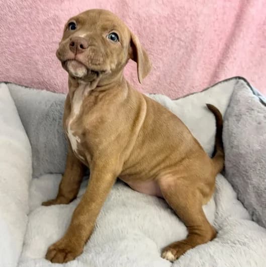 Tilly pup 4, female puppy Staffordshire Bull Terrier for adoption at Animal Care Lancaster Morecambe
