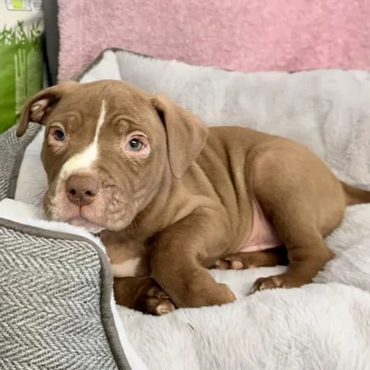 Tilly pup 5, male puppy Staffordshire Bull Terrier for adoption at Animal Care Lancaster Morecambe