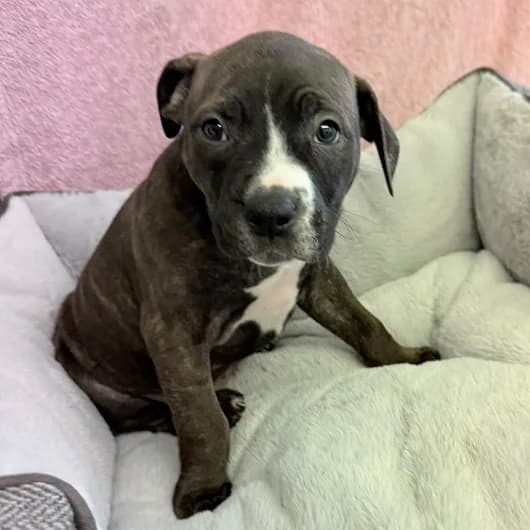 Tilly pup 6, male puppy Staffordshire Bull Terrier for adoption at Animal Care Lancaster Morecambe