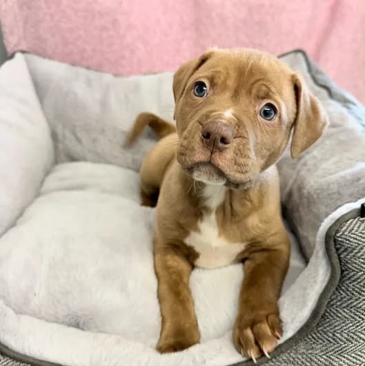 Tilly pup 7, male puppy Staffordshire Bull Terrier for adoption at Animal Care Lancaster Morecambe
