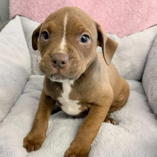Tilly pup 8, male puppy Staffordshire Bull Terrier for adoption at Animal Care Lancaster Morecambe