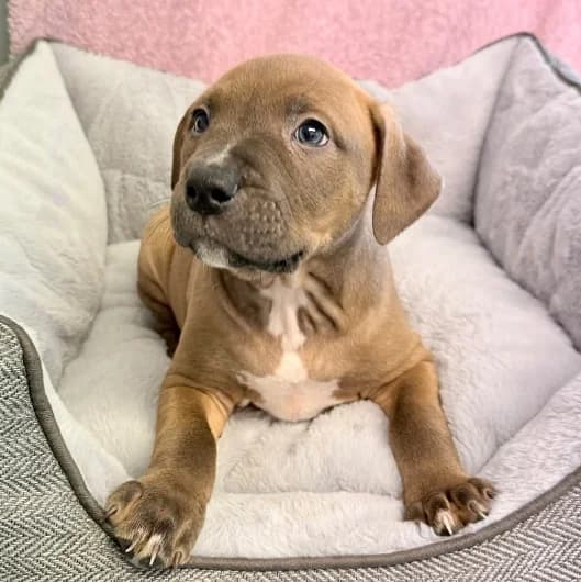 Tilly pup 9, male puppy Staffordshire Bull Terrier for adoption at Animal Care Lancaster Morecambe