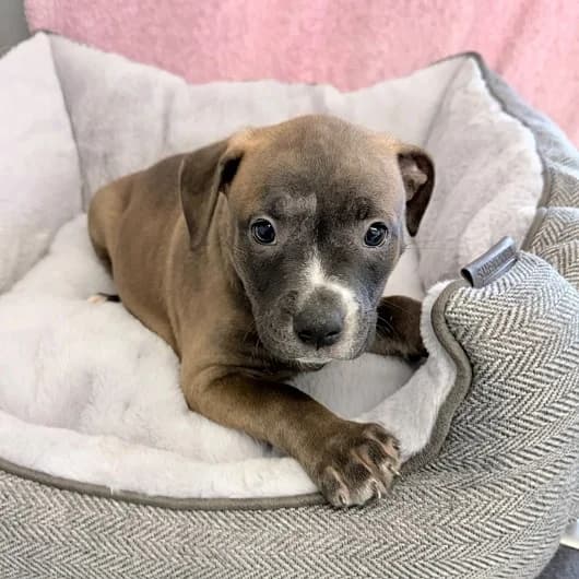 Tilly pup 10, female puppy Staffordshire Bull Terrier for adoption at Animal Care Lancaster Morecambe
