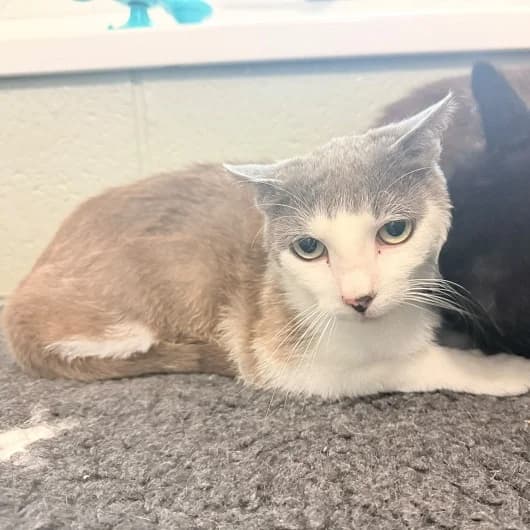 Kevin, male young Mixed Breed Cat for adoption at Animal Care Lancaster Morecambe