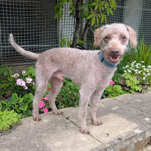 Rumple, mixed breed for adoption at Animal Care Lancaster Morecambe