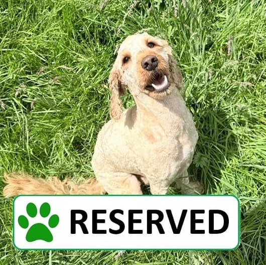 Clifford, male young Cockapoo for adoption at Animal Care Lancaster Morecambe