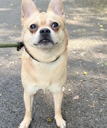 Harlow, male 5yo Chihuahua for adoption at Animal Care Lancaster Morecambe