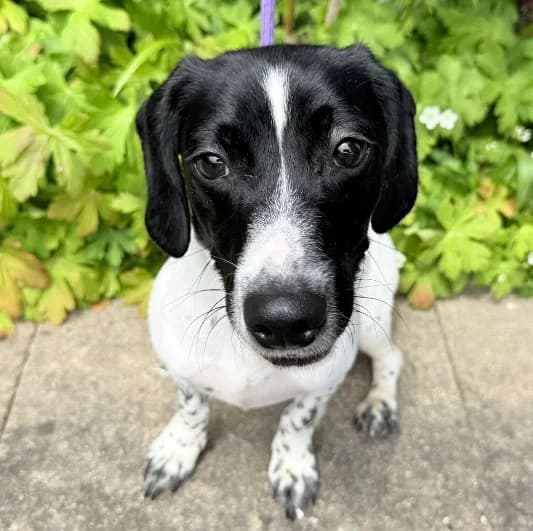 Star, female young mixed breed for adoption at Animal Care Lancaster Morecambe
