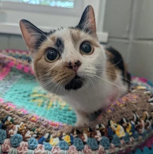 Dolly, female young Mixed Breed Cat for adoption at Animal Care Lancaster Morecambe