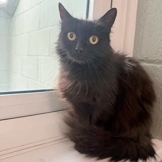 Phoebe, female 3yo Mixed Breed Cat for adoption at Animal Care Lancaster Morecambe