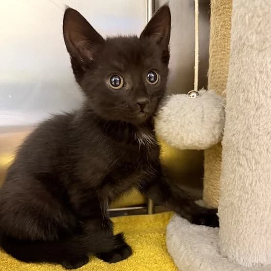 Kira, female puppy Mixed Breed Cat for adoption at Animal Care Lancaster Morecambe