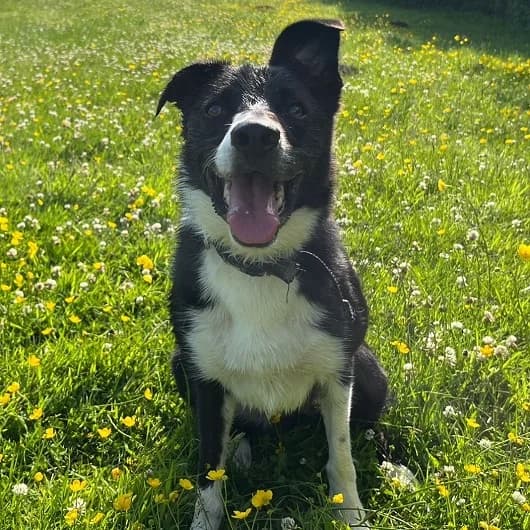 Micky, male 4yo Border Collie for adoption at Animal Care Lancaster Morecambe