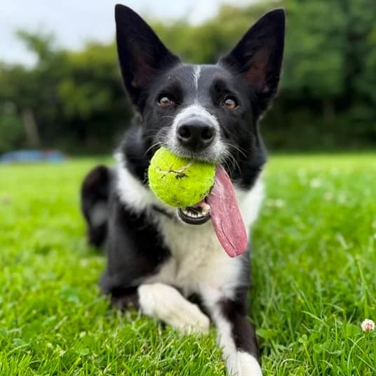 Luna, female 4yo Border Collie for adoption at Animal Care Lancaster Morecambe