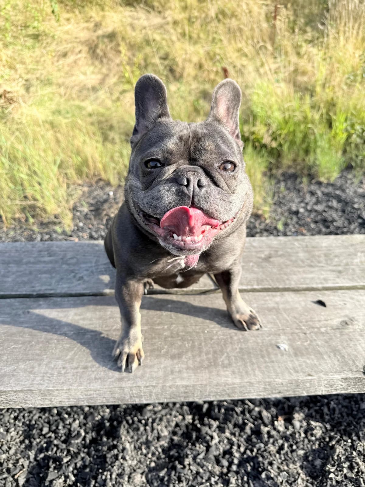 Luna, female 4yo English Bulldog for adoption at Animal Care Lancaster Morecambe