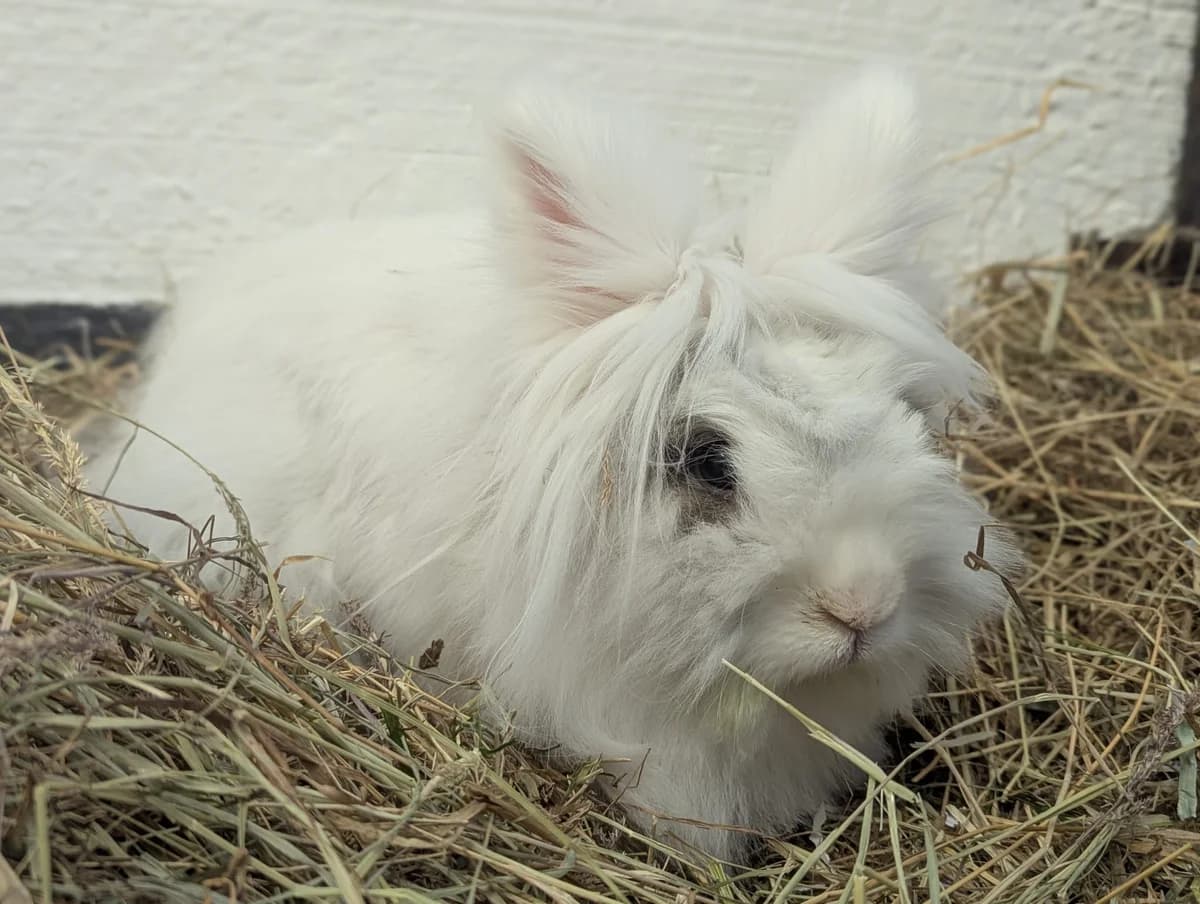Snowball, male young mixed breed for adoption at Animal Care Lancaster Morecambe