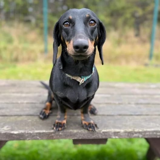 Midge, female 4yo Dachshund for adoption at Animal Care Lancaster Morecambe