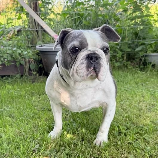 Olive, female 6yo English Bulldog for adoption at Animal Care Lancaster Morecambe