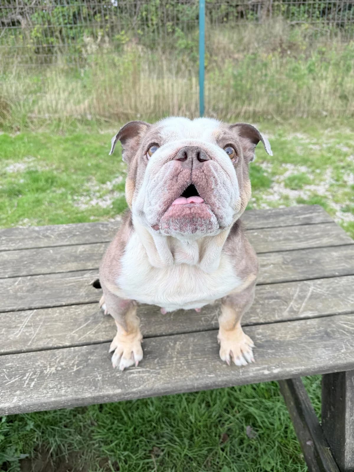 Elsie, female 4yo English Bulldog for adoption at Animal Care Lancaster Morecambe