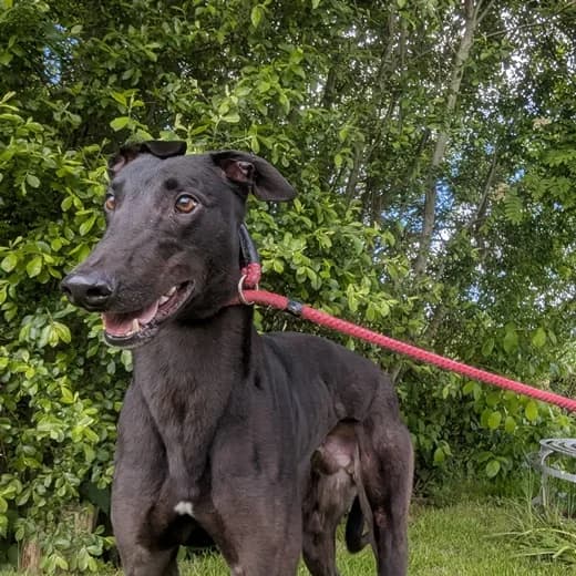 Earl, male young Greyhound for adoption at Animal Care Lancaster Morecambe