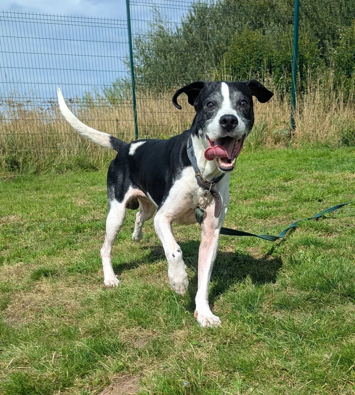 Jasper, male senior Pointer for adoption at Animal Care Lancaster Morecambe
