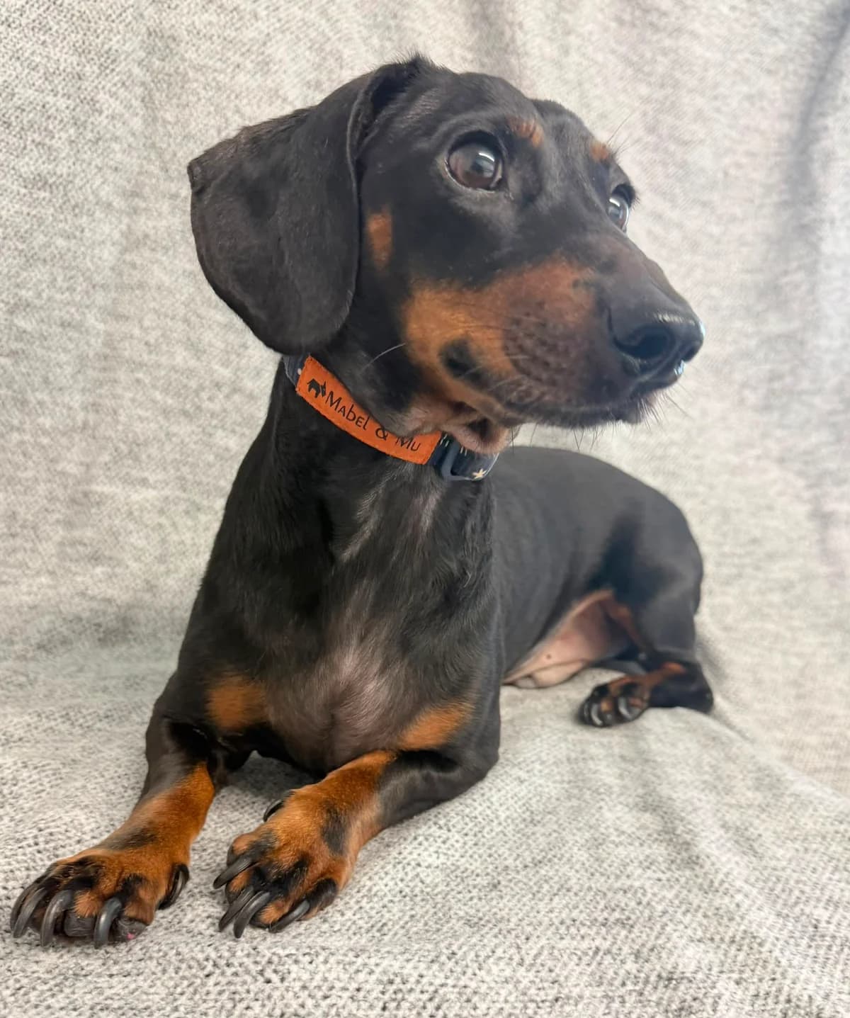 Prince, male 6yo Dachshund for adoption at Animal Care Lancaster Morecambe
