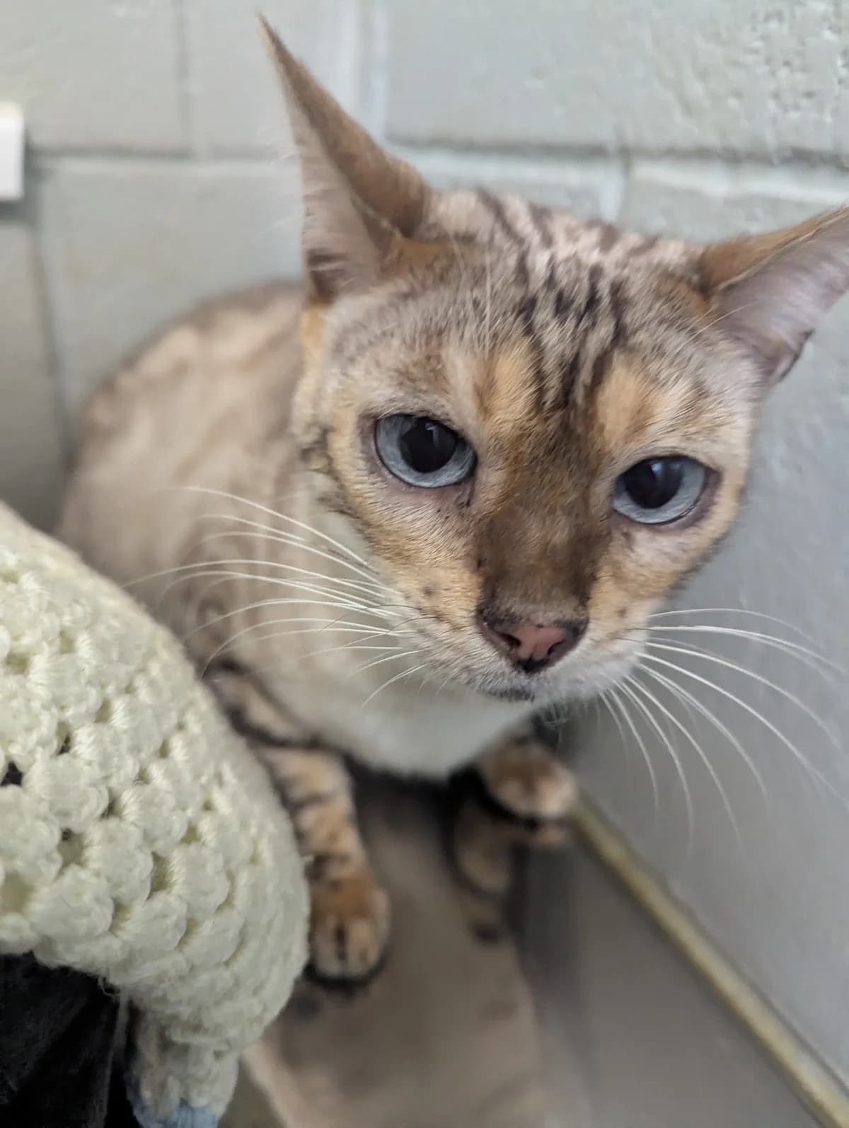 Poppy, female senior Bengal for adoption at Animal Care Lancaster Morecambe