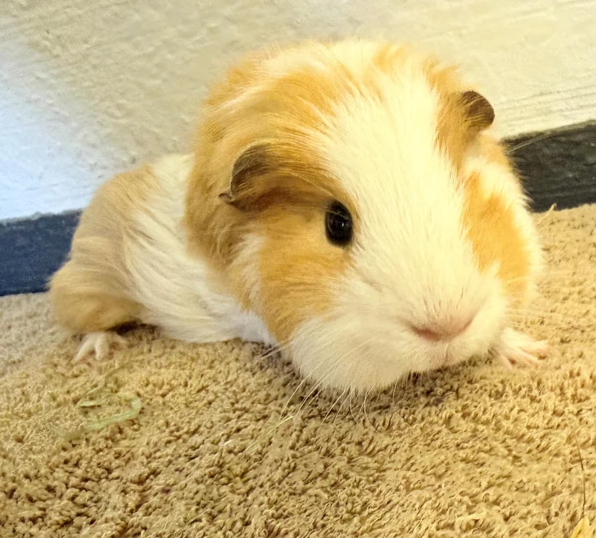 William, male puppy Guinea Pig for adoption at Animal Care Lancaster Morecambe