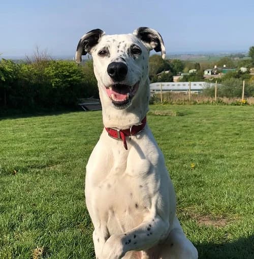 Prince, male senior Dalmatian for adoption at Animal Care Lancaster Morecambe