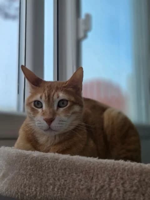 Alfie, male senior Mixed Breed Cat for adoption at Animal Concern Cumbria, Egremont