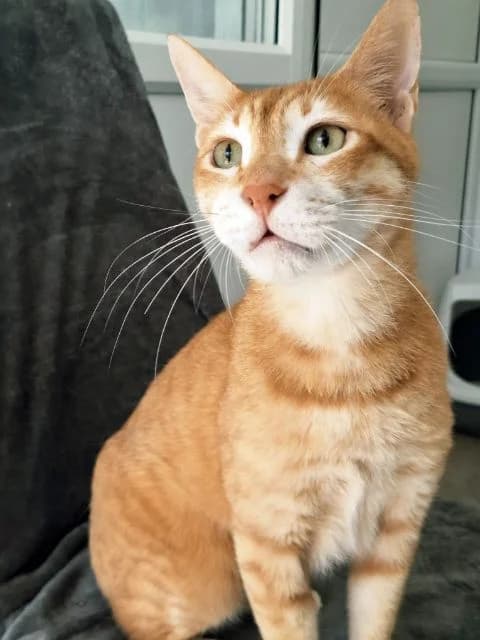 Alfie, male senior Mixed Breed Cat for adoption at Animal Concern Cumbria, Egremont