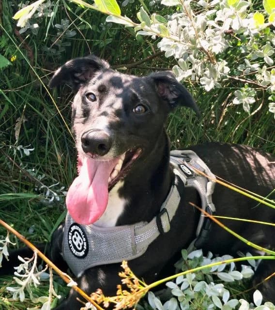Atlas, male young Lurcher for adoption at Animal Concern Cumbria, Egremont