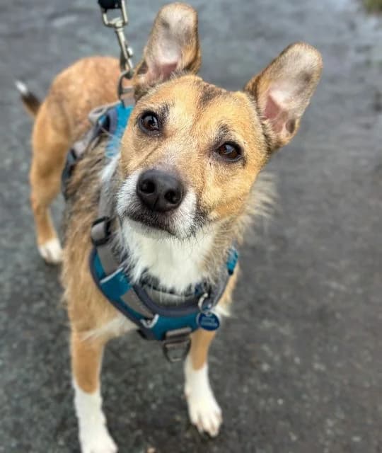 Benji, female 5yo mixed breed for adoption at Animal Concern Cumbria, Egremont