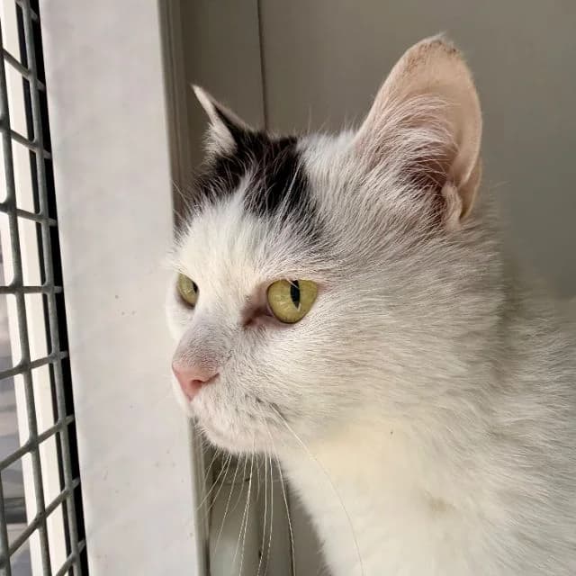 Dice, male senior Mixed Breed Cat for adoption at Animal Concern Cumbria, Egremont