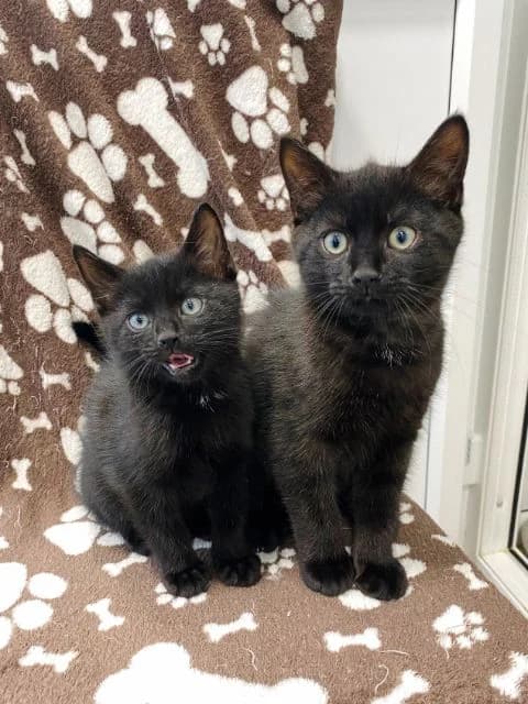 Gateau & Ganache, male puppy Mixed Breed Cat for adoption at Animal Concern Cumbria, Egremont