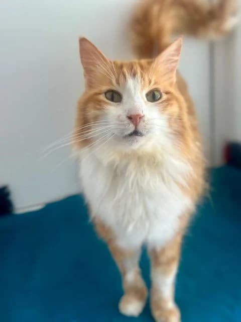 Ginger, male senior Mixed Breed Cat for adoption at Animal Concern Cumbria, Egremont
