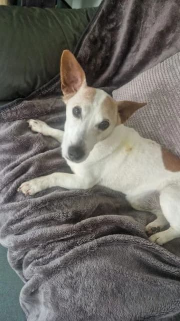 Marley, male senior Jack Russell Terrier for adoption at Animal Concern Cumbria, Egremont